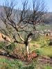 PICTURES/Browns Peak/t_Flowers around burned tree.JPG